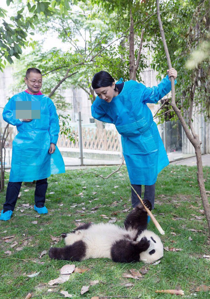 周迅与萌萌熊猫幼仔成“同事”