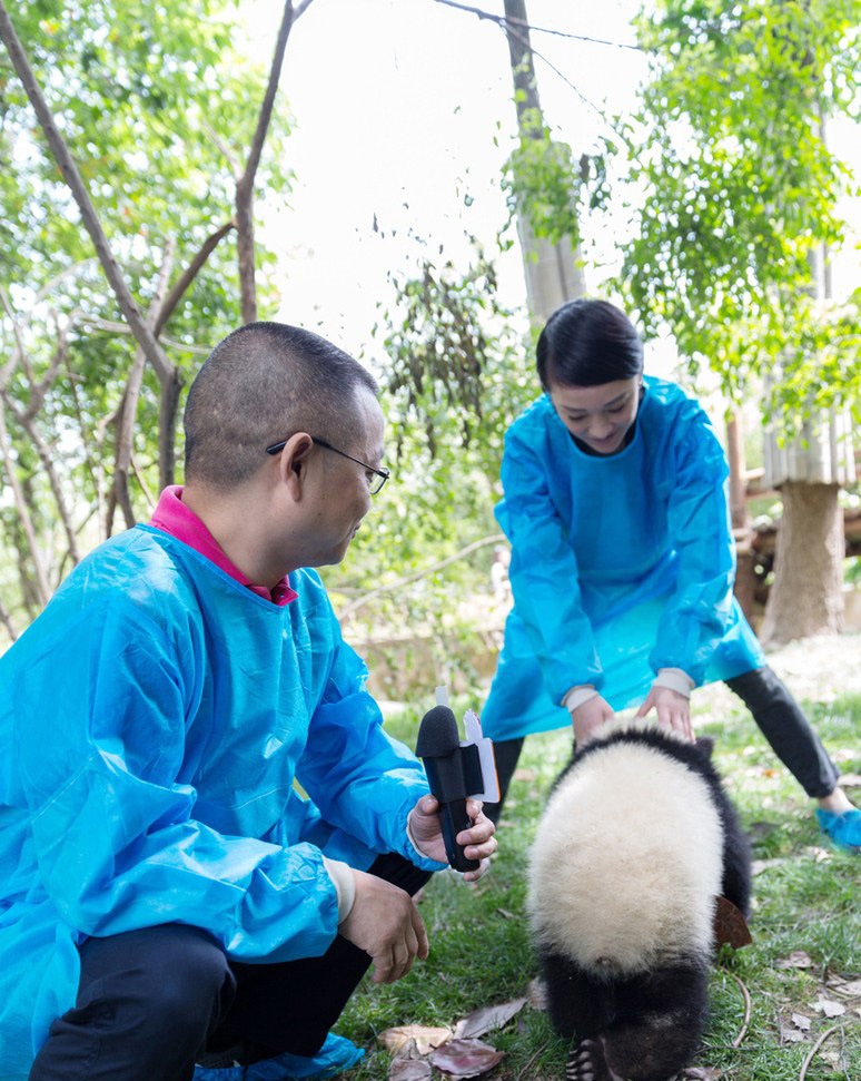 周迅与萌萌熊猫幼仔成“同事”[4]